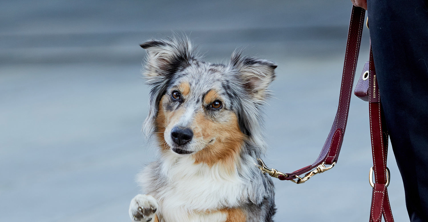 Lambrusco Set Australian Shepherd