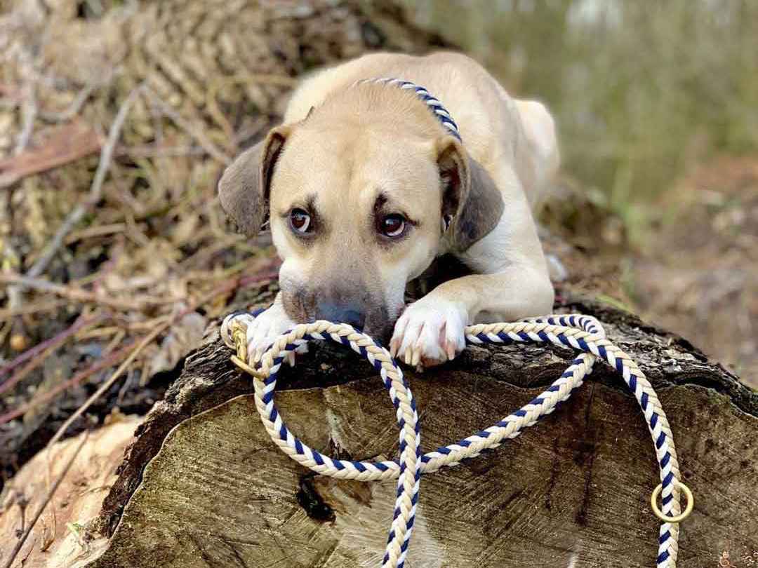 Worauf muss ich beim Welpenkauf achten? William Walker Hundeaccessoires Hundeleinen und Hundehalsbänder Paracord Hanseatic Hundeleine Hamburg