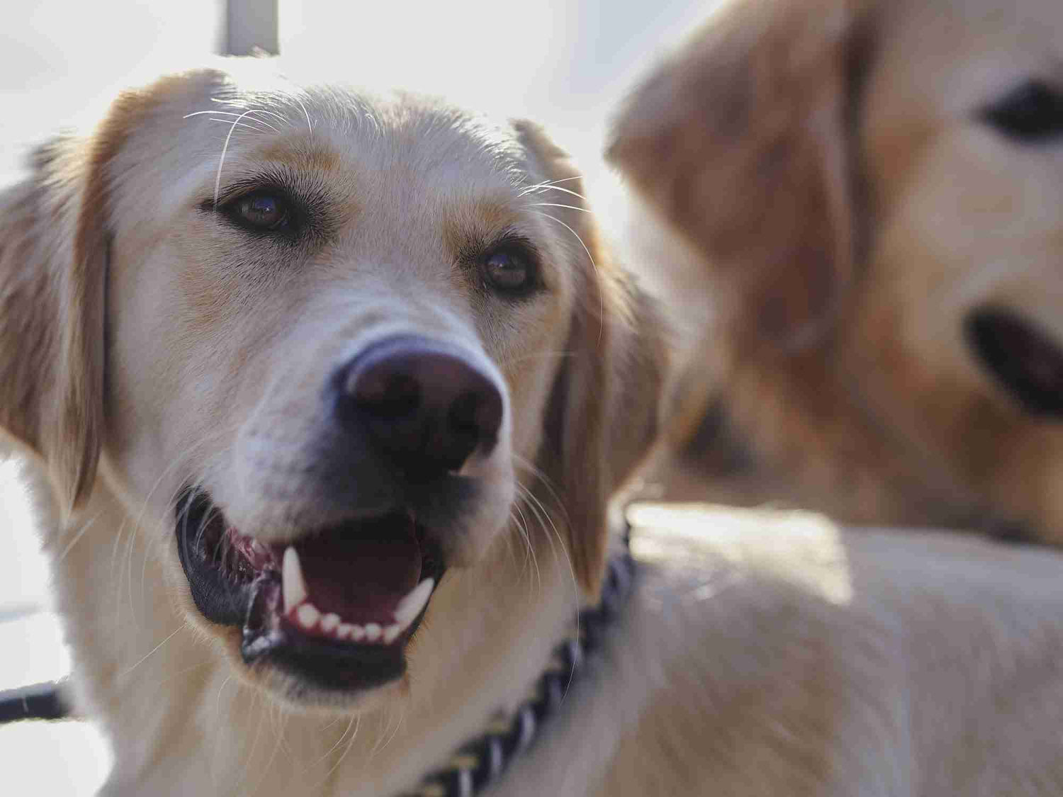 William Walker Golden Retriever Paracord