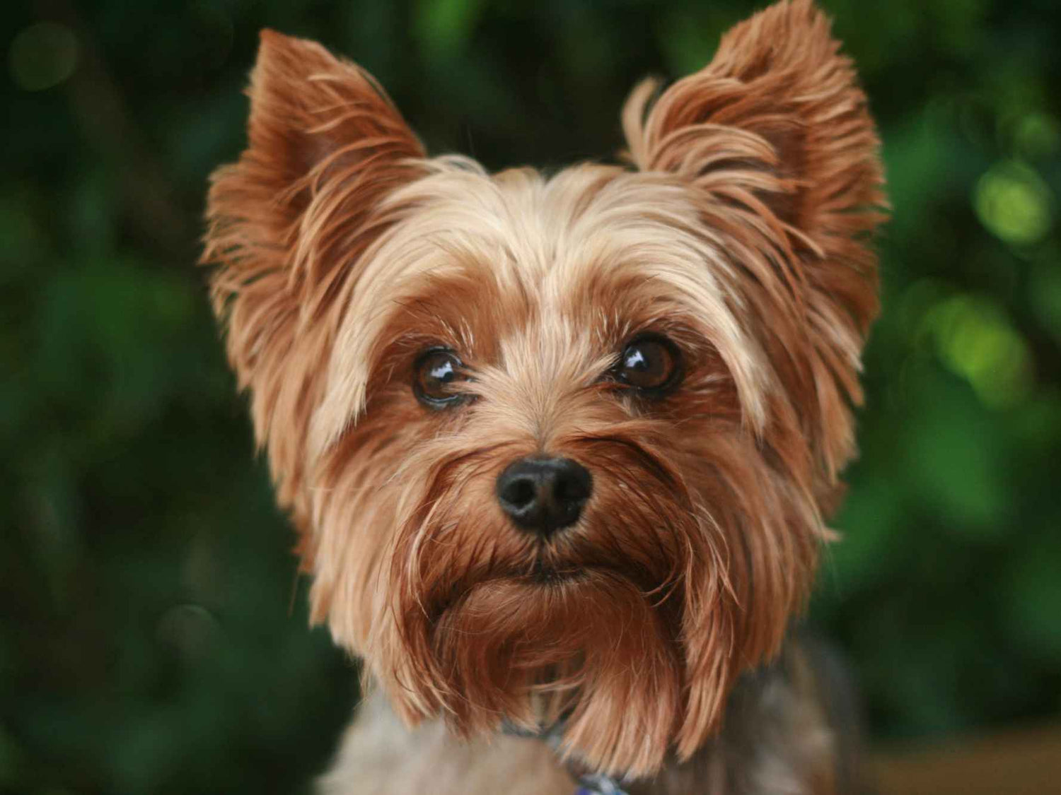 William Walker Yorkshire Terrier