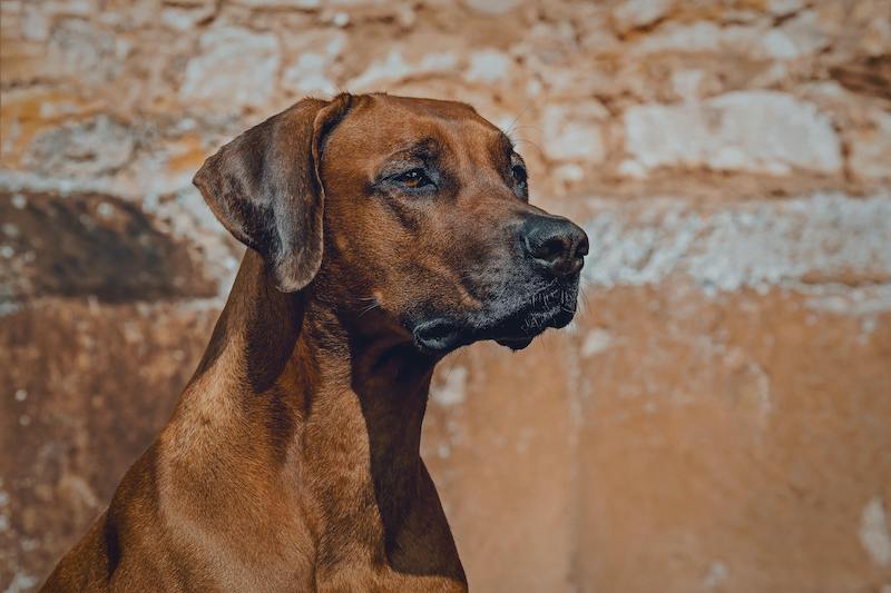 #friendsofwilliamwalker Rasseportrait Rhodesian Ridgeback