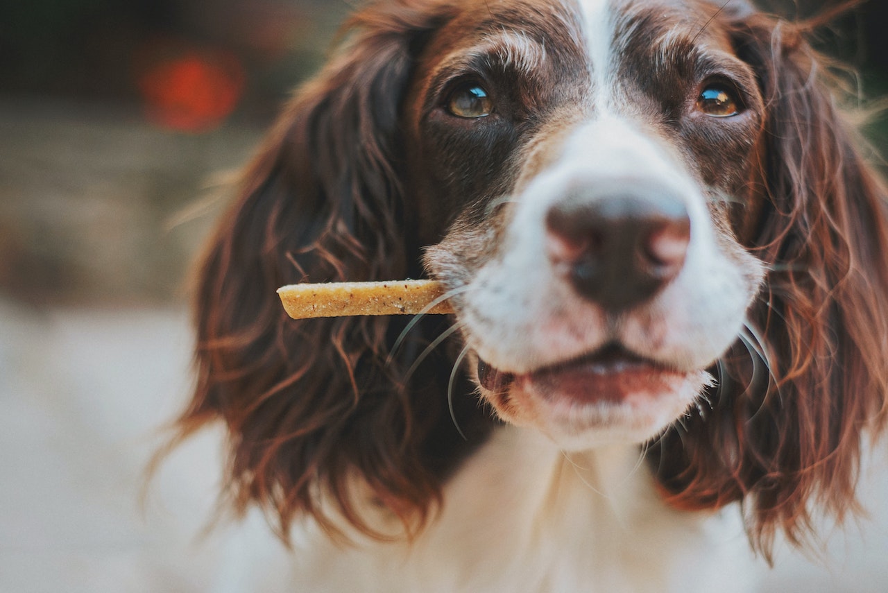 William Walker #williamwalkerrecipes -  Herzhafte selbstgemachte Hundekekse zum Valentinstag