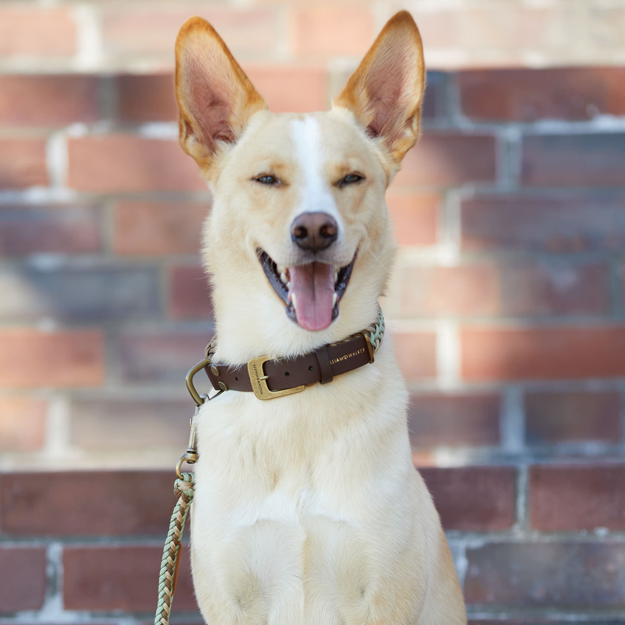 Hund trägt Paracord Biothane Hundehalsband Shire und Hundeleine