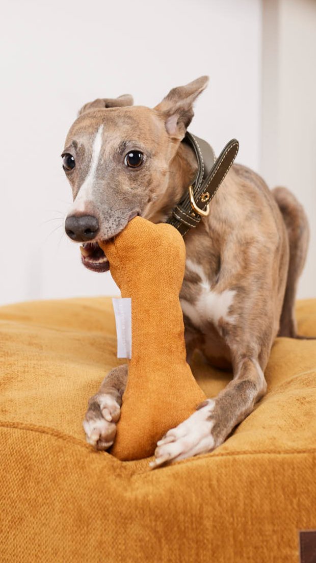 Hund beißt in oranges Hundespielzeug und lieht auf einem orthopädischen  Hundekissen