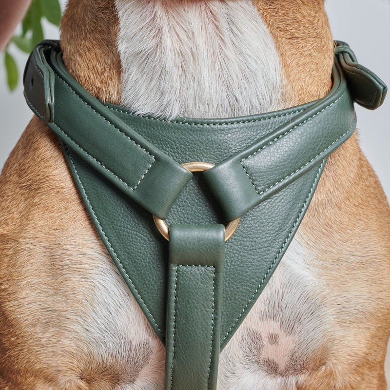 Boucle ceinture de sécurité - Transport chien - Dog Walking Place