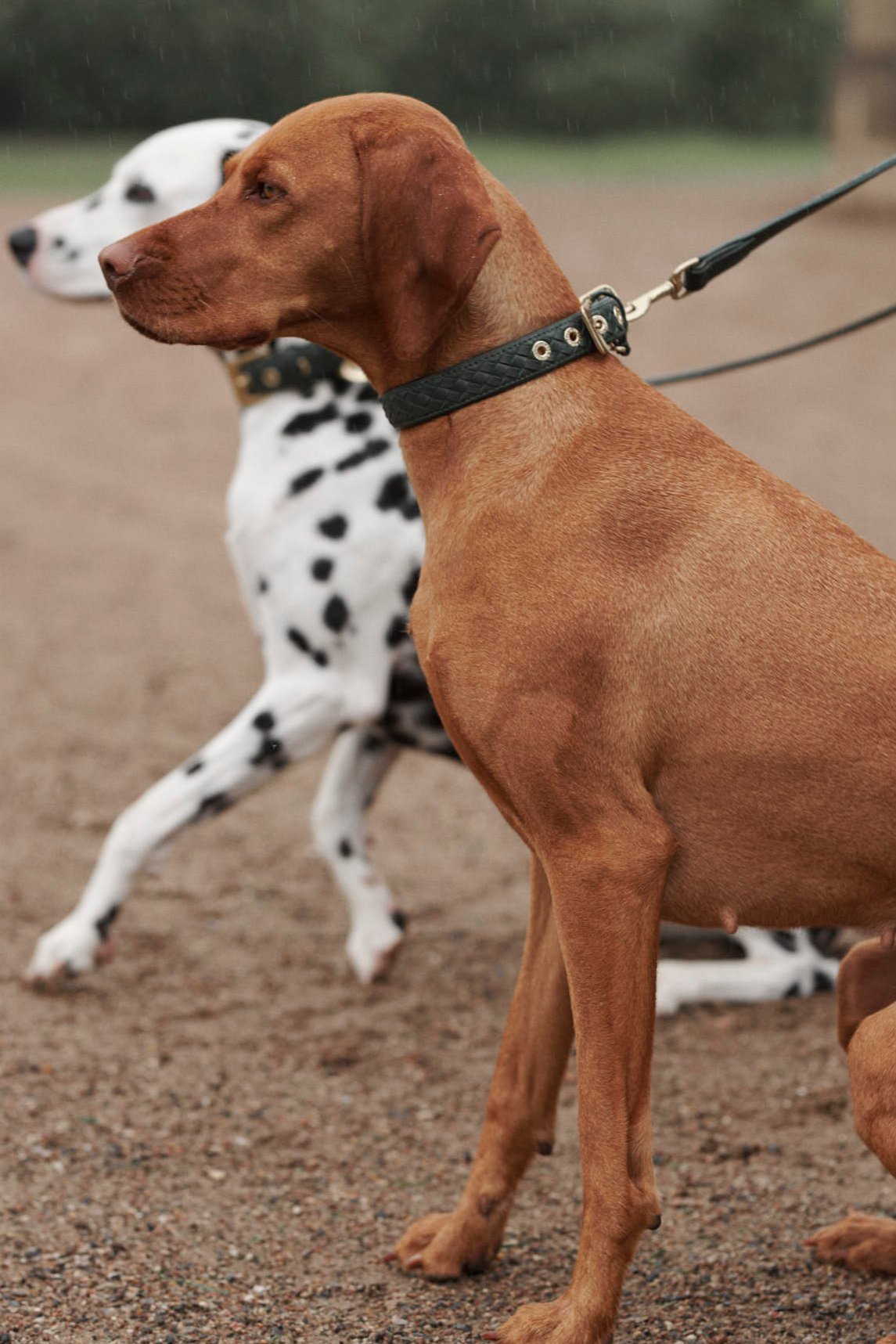 Vizsla trägt Lederhundehalsband aus geflochtenem Leder  in dunkelgrün