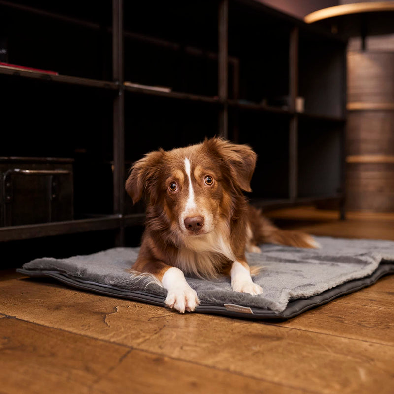 LOOPdogs Tier-Kofferraumdecke ICH BIN DABEI - Hundeschutz-Matte für den  Kofferraum